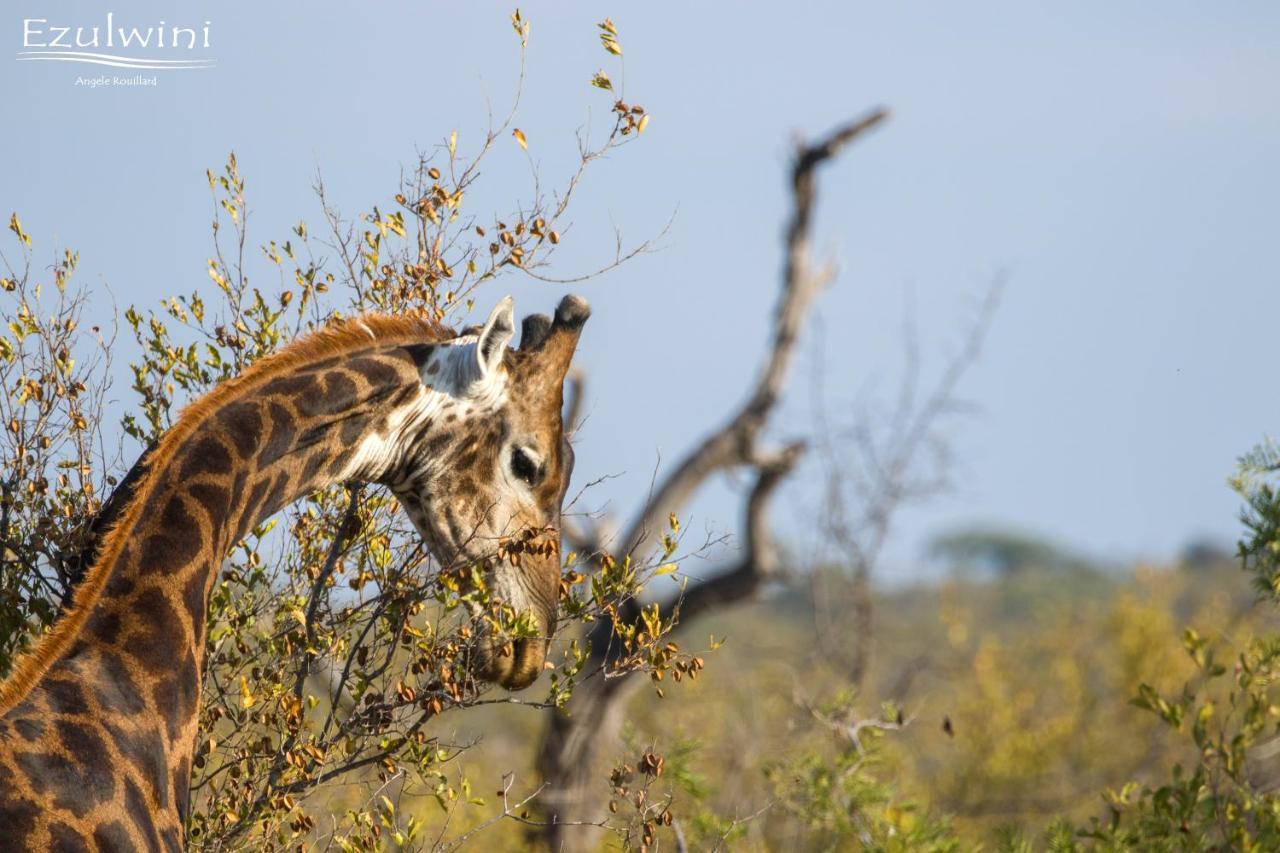 Ezulwini Game Lodges Mica Bagian luar foto