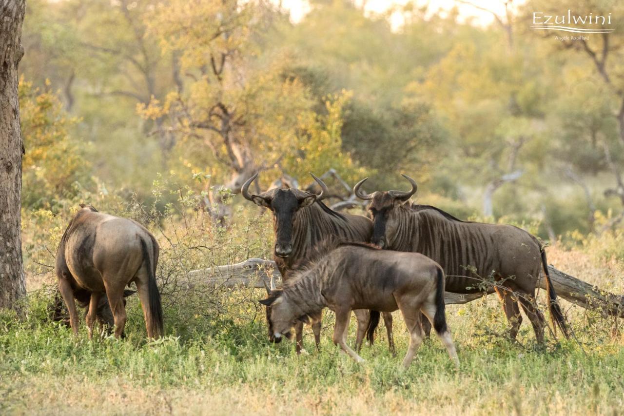 Ezulwini Game Lodges Mica Bagian luar foto