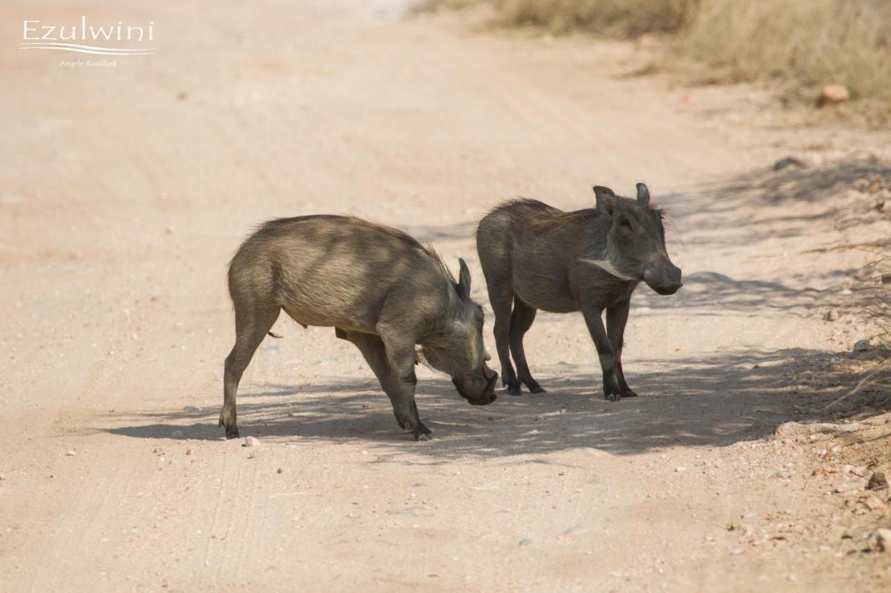 Ezulwini Game Lodges Mica Bagian luar foto